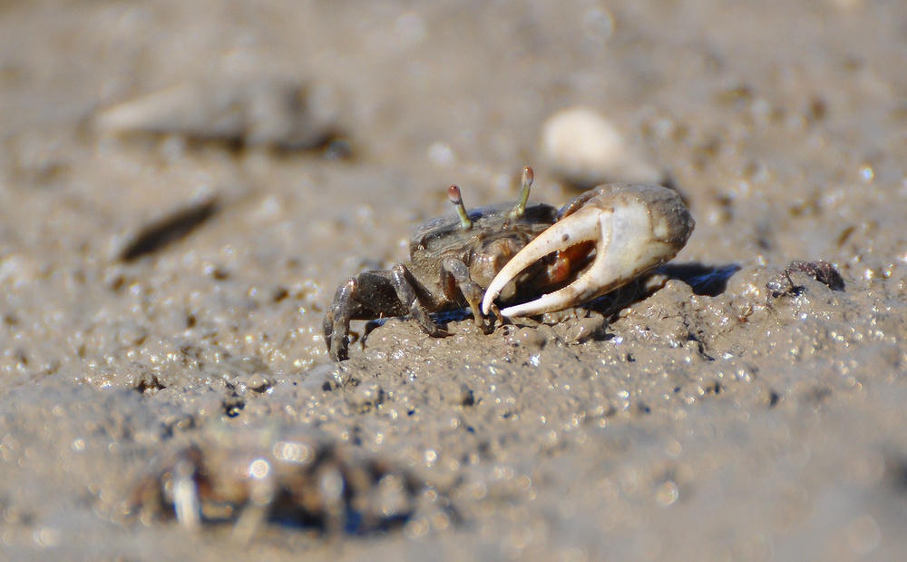 Corps hosts cleanup event at Santa Ana River Marsh