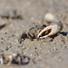 Corps hosts cleanup event at Santa Ana River Marsh
