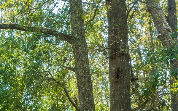 Cutting through Hurricane Florence