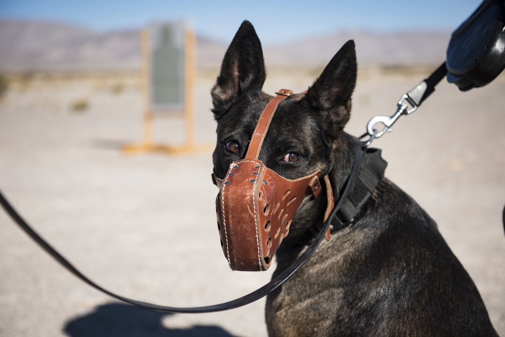 Nellis K-9 unit conducts live-fire training