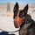 Nellis K-9 unit conducts live-fire training