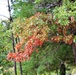 2018 Fall Colors at Fort McCoy