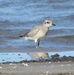 Federally endangered piping plover visits the Braddock Bay ecosystem restoration project