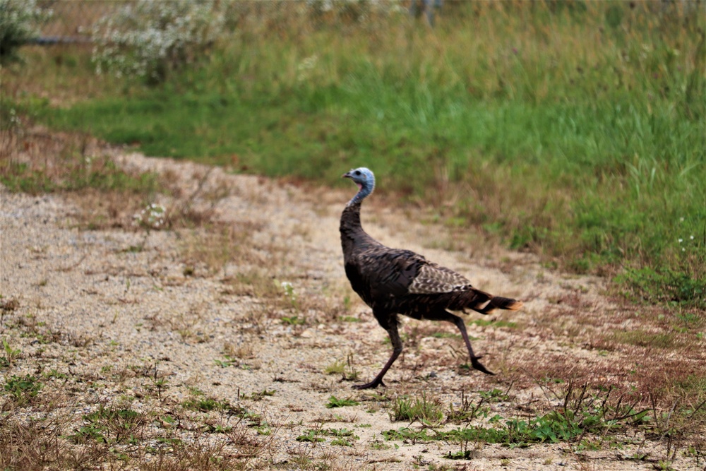 Fort McCoy Wildlife