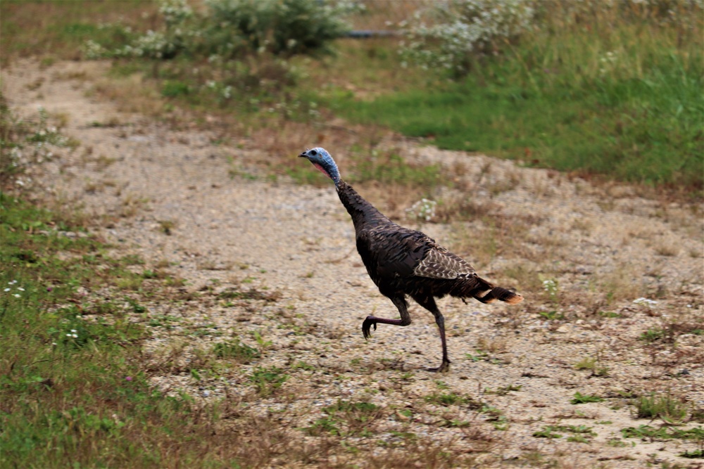 Fort McCoy Wildlife