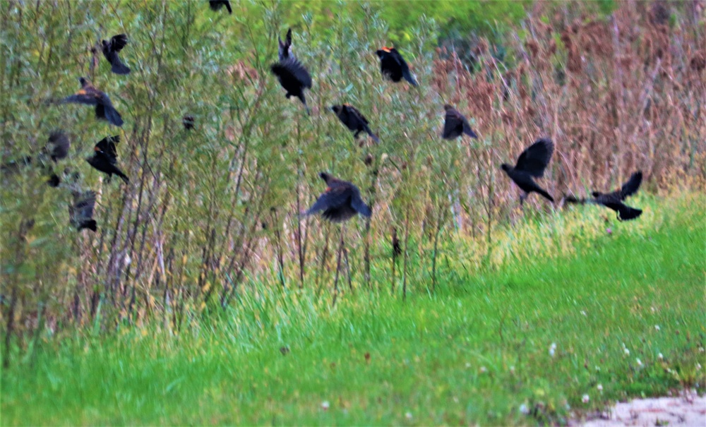 Fort McCoy Wildlife