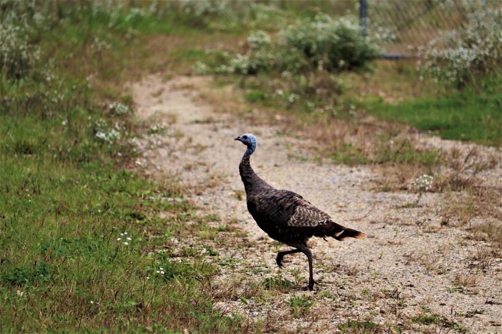 Fort McCoy Wildlife