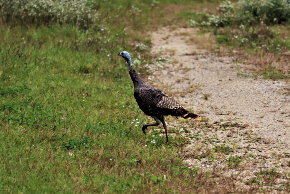 Fort McCoy Wildlife