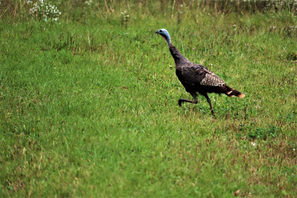 Fort McCoy Wildlife