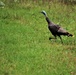 Fort McCoy Wildlife