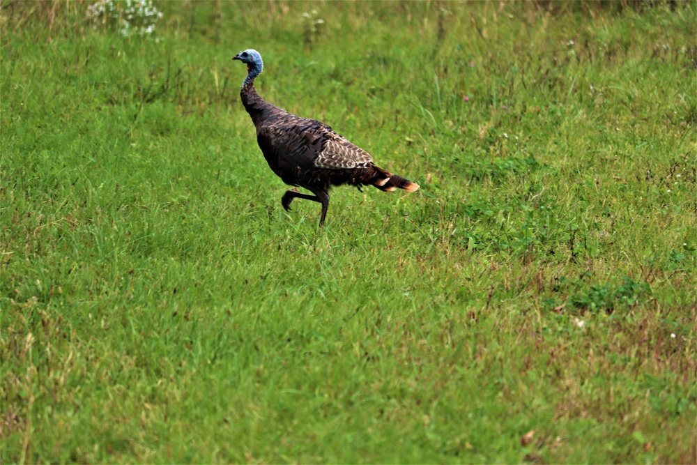 Fort McCoy Wildlife