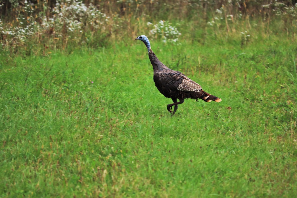 Fort McCoy Wildlife