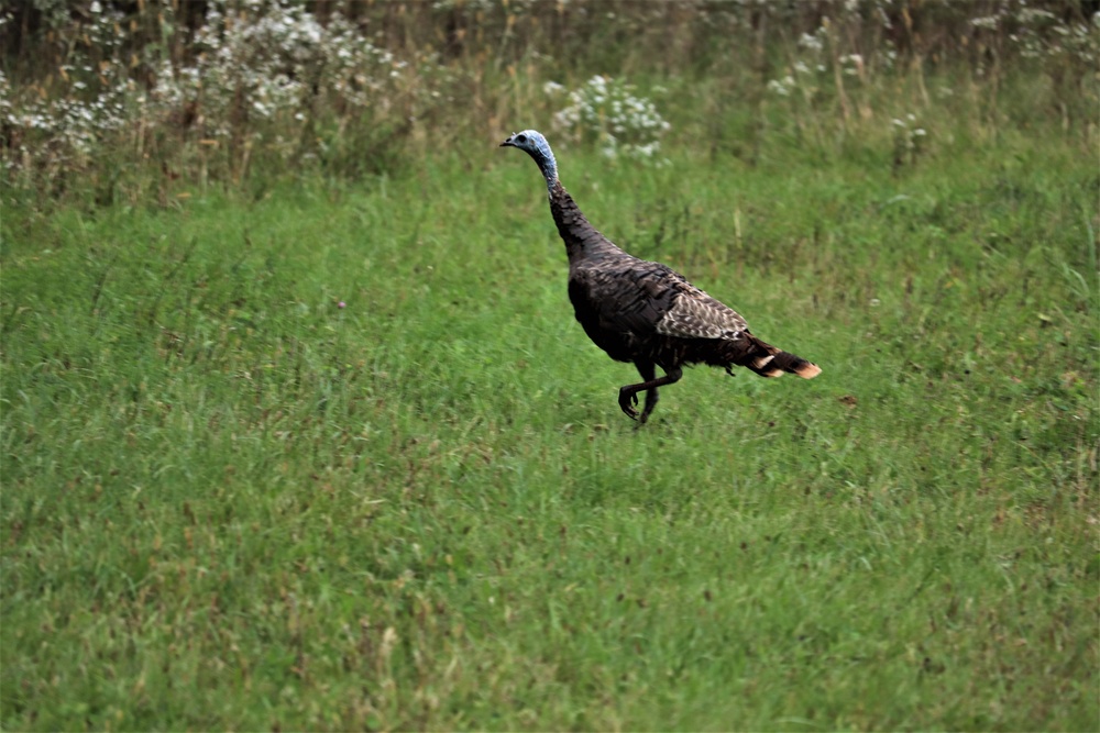 Fort McCoy Wildlife