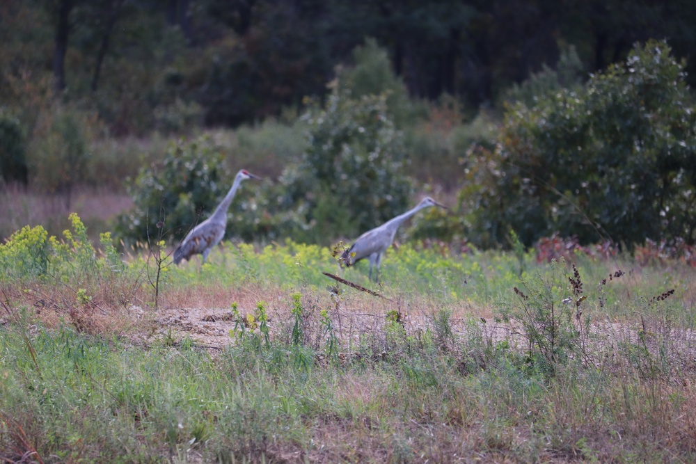 Fort McCoy Wildlife