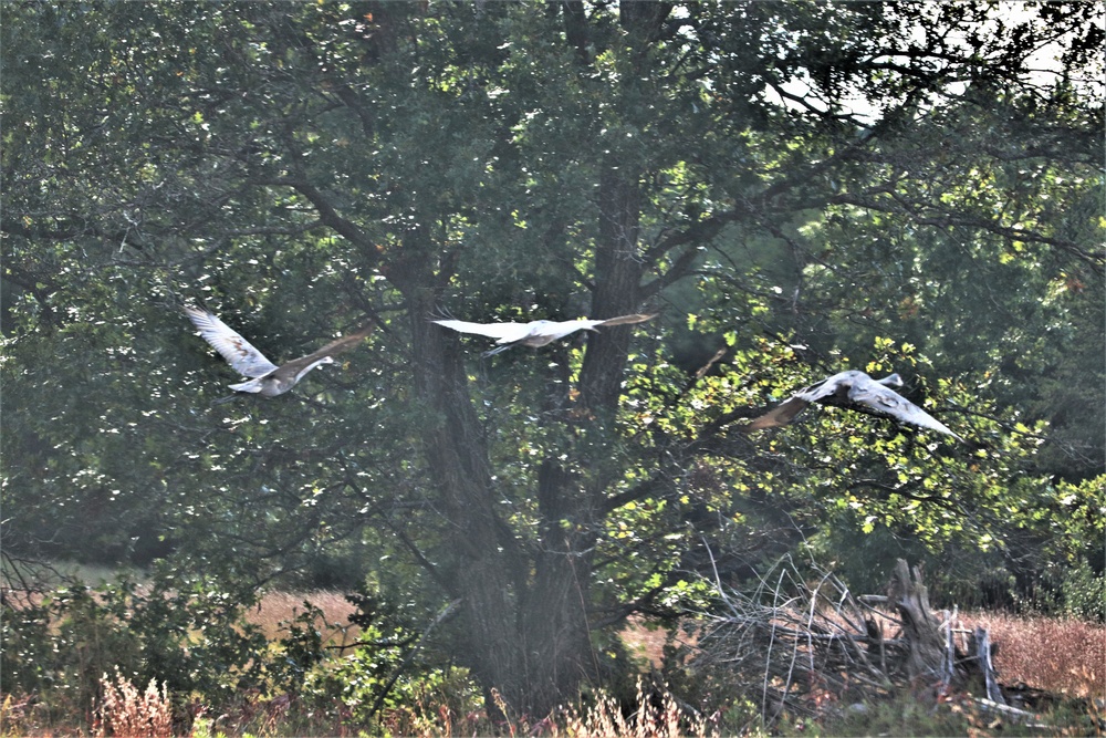 Fort McCoy Wildlife