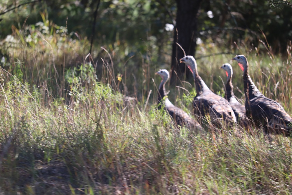 Fort McCoy Wildlife