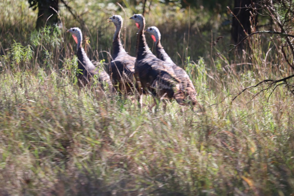 Fort McCoy Wildlife