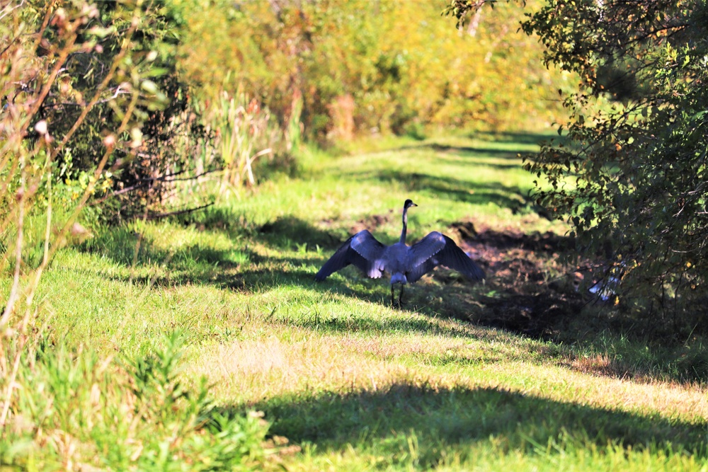 Fort McCoy Wildlife