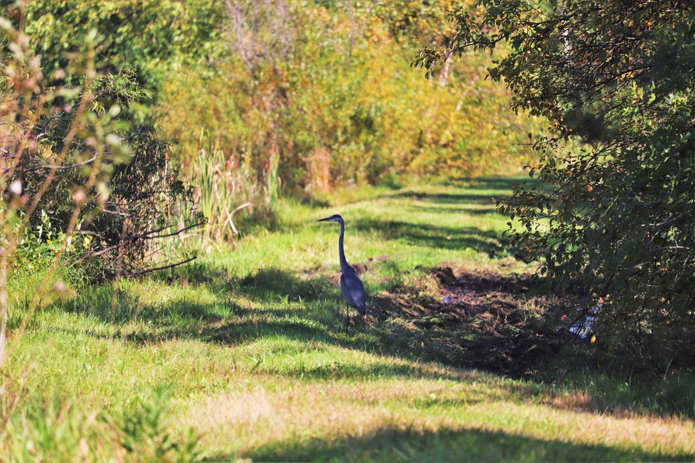 Fort McCoy Wildlife