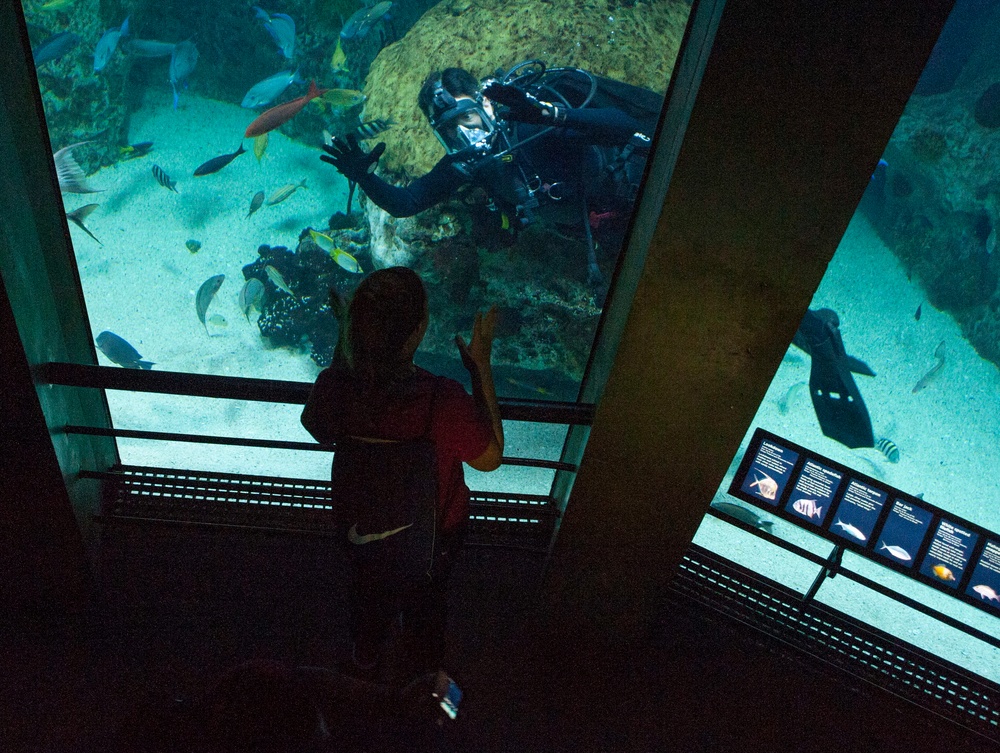Navy Divers Dive in Baltimore’s National Aquarium