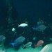 Navy Divers Dive in Baltimore’s National Aquarium