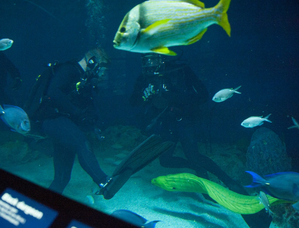 Navy Divers Dive in Baltimore’s National Aquarium
