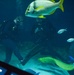 Navy Divers Dive in Baltimore’s National Aquarium