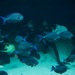 Navy Divers Dive in Baltimore’s National Aquarium