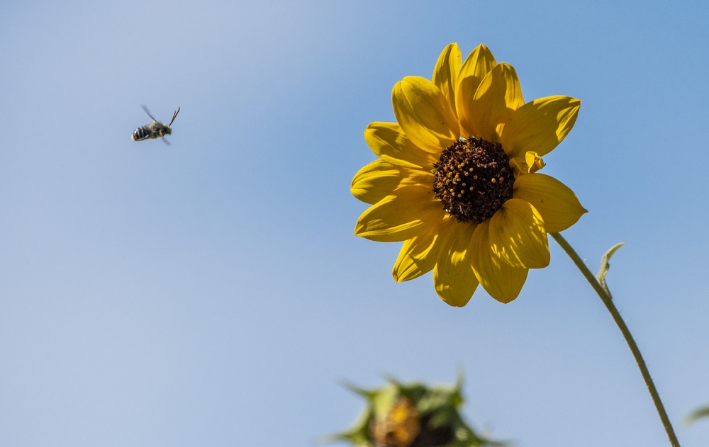 Travis AFB Flora and Fauna