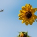 Travis AFB Flora and Fauna