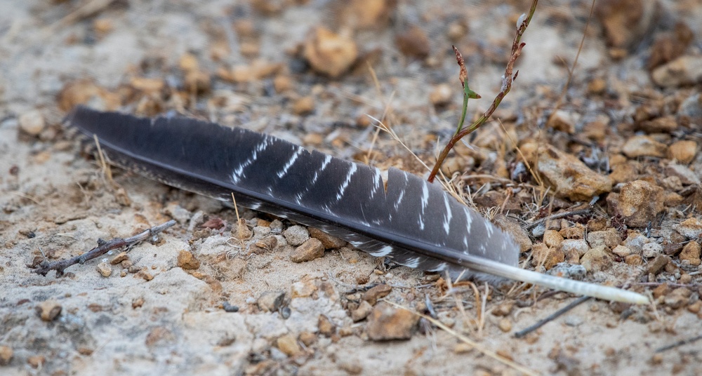 Travis AFB Flora and Fauna