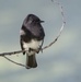Travis AFB Flora and Fauna