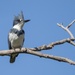 Travis AFB Flora and Fauna