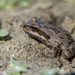 Travis AFB Flora and Fauna