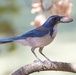 Travis AFB Flora and Fauna