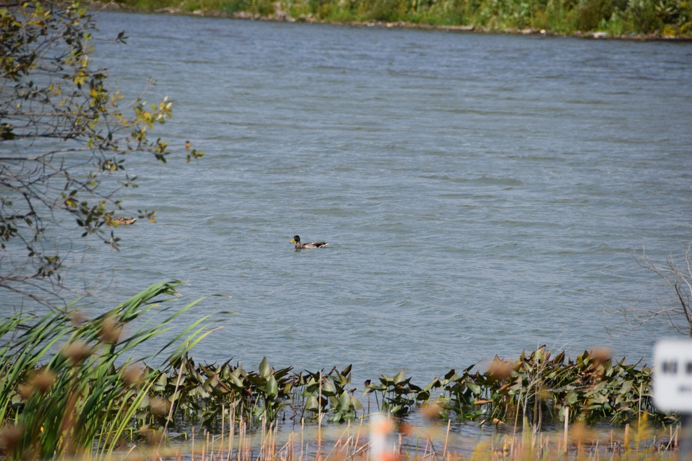 Unity Island Beneficial Use Ecological Restoration Update - September 28, 2018