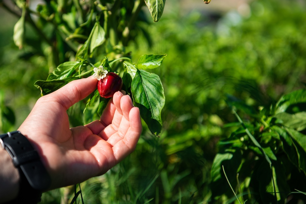 Luke AFB community garden open for growing