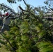 Air Guardsmen Clean Streets of Trees and Branches
