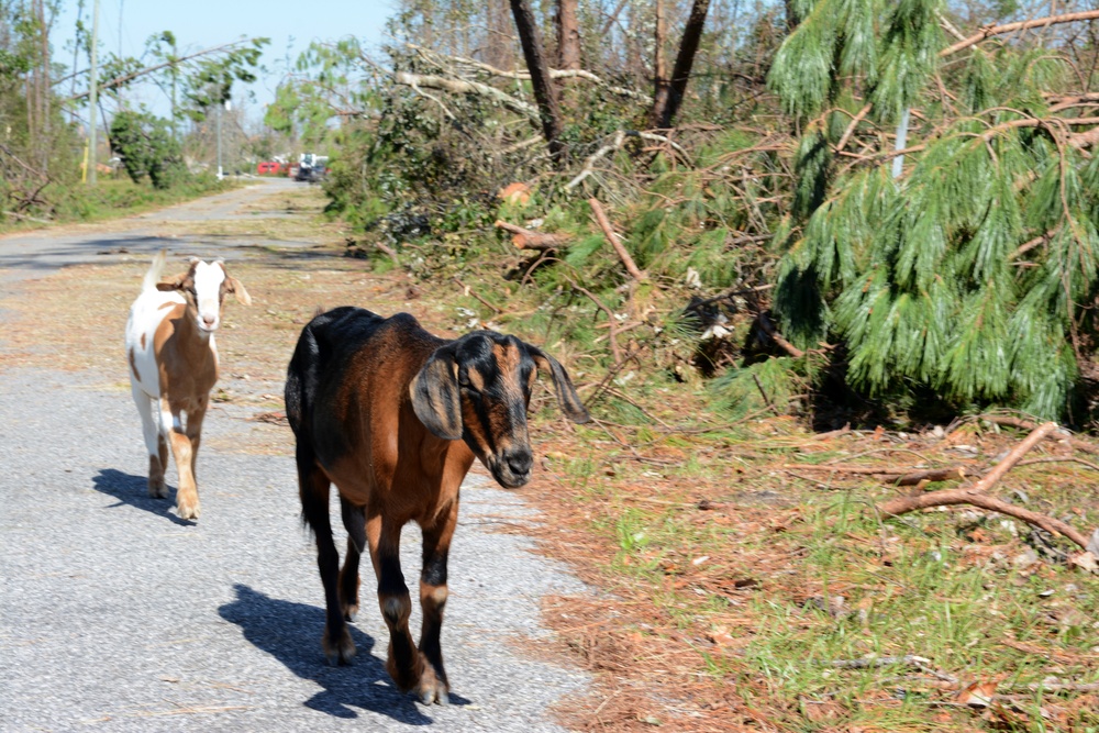 202nd REDHORSE clears debris after Hurricane Michael
