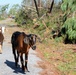 202nd REDHORSE clears debris after Hurricane Michael