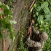 Koa Moana Rappels and Swims with the French Army