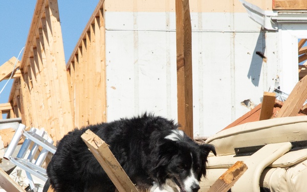 A cadaver dog with Urban search and rescue crews on the ground in Mexico Beach