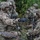 1st Battalion, 143rd Infantry Regiment - Company LFX