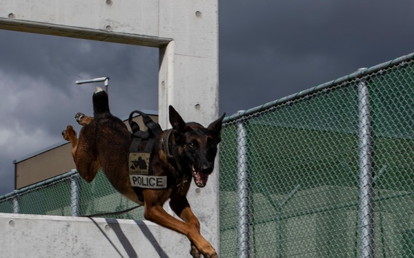 Biting Bad; military working dogs handlers  train at MCAS Iwakuni
