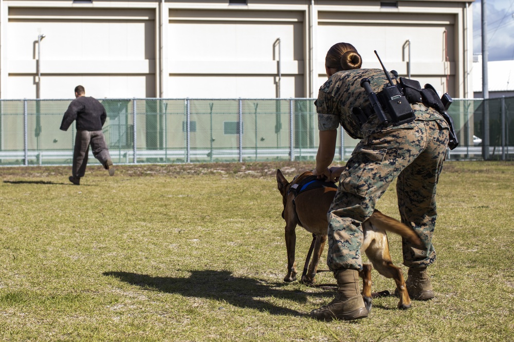 Biting Bad; military working dogs handlers  train at MCAS Iwakuni