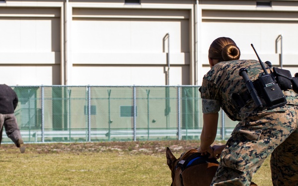Biting Bad; military working dogs handlers  train at MCAS Iwakuni