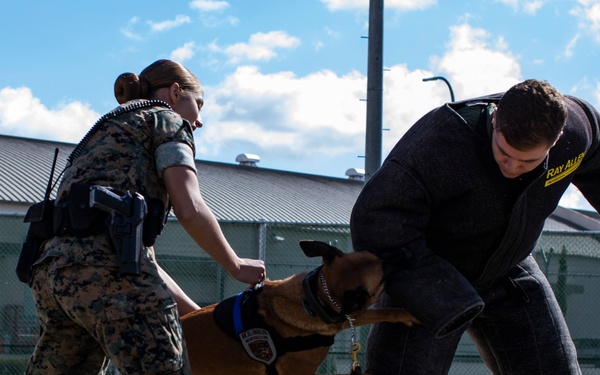 Biting Bad; military working dogs handlers  train at MCAS Iwakuni
