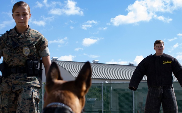 Biting Bad; military working dogs handlers  train at MCAS Iwakuni