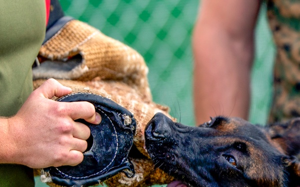 Biting Bad; military working dogs handlers  train at MCAS Iwakuni