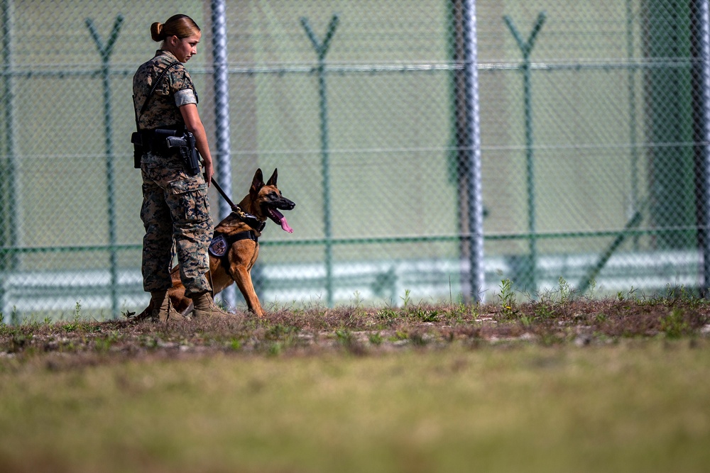 Biting Bad; military working dogs handlers  train at MCAS Iwakuni